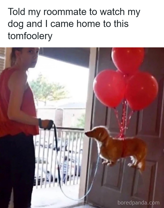 Could 4 Balloons Really Lift This Dog?