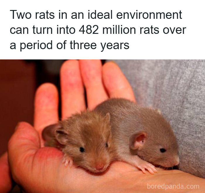 How Did Rats Explode To Trillions In 3 Years?