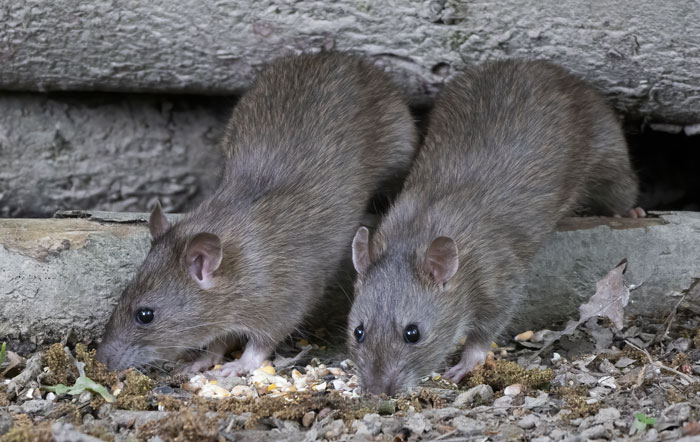 34 Weird & Creepy Stuff People Found in the Woods (Wait, What?!?!)