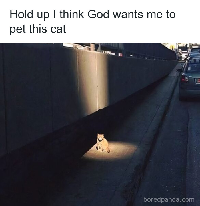 50 Cat Memes That Took Funny to a Whole New Level