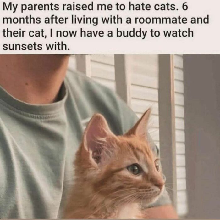 50 Cat Memes That Took Funny to a Whole New Level