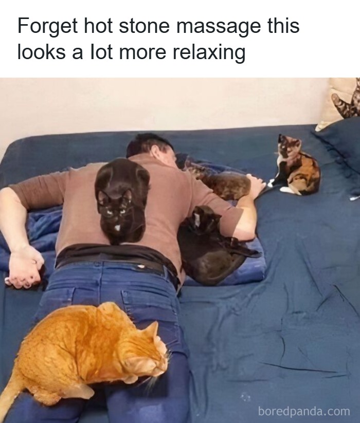 50 Cat Memes That Took Funny to a Whole New Level