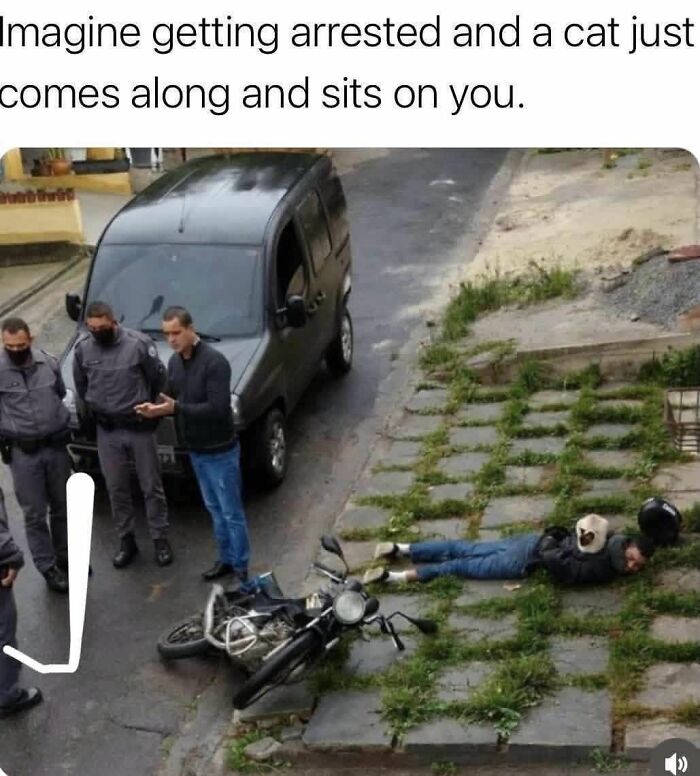 50 Cat Memes That Took Funny to a Whole New Level