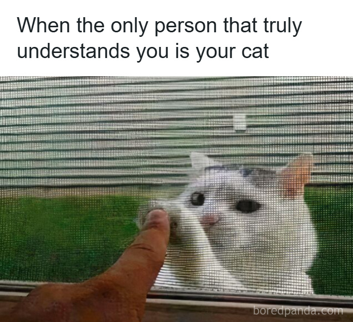50 Cat Memes That Took Funny to a Whole New Level