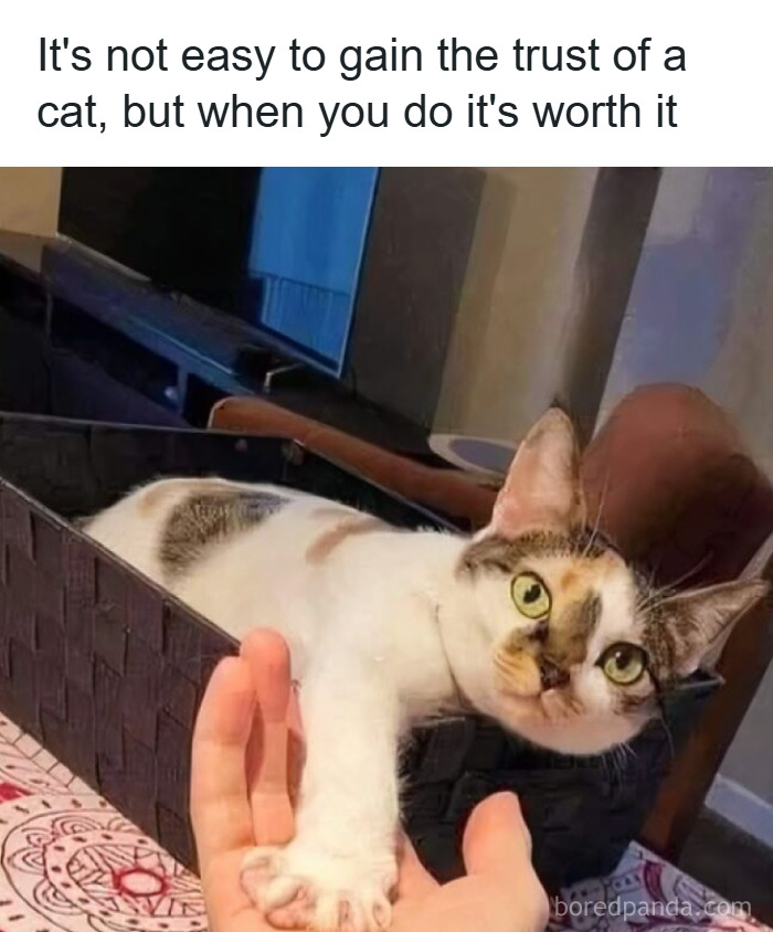 50 Cat Memes That Took Funny to a Whole New Level