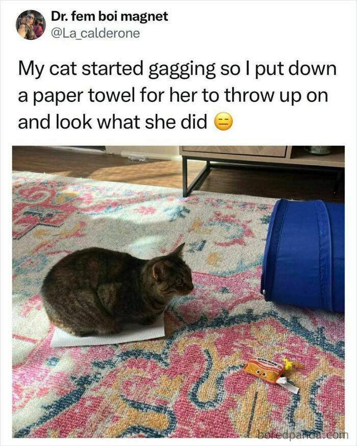 50 Cat Memes That Took Funny to a Whole New Level