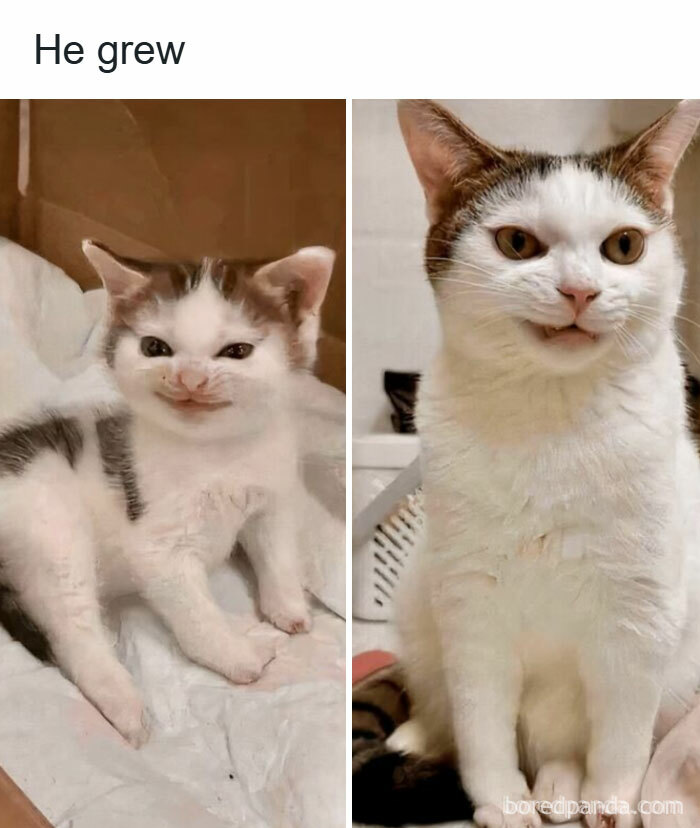 50 Cat Memes That Took Funny to a Whole New Level