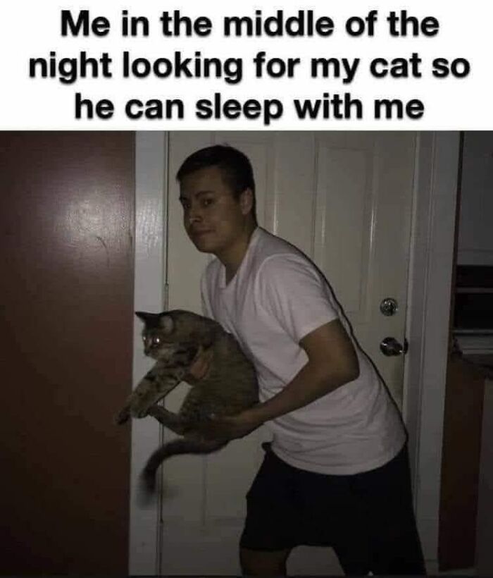 50 Cat Memes That Took Funny to a Whole New Level