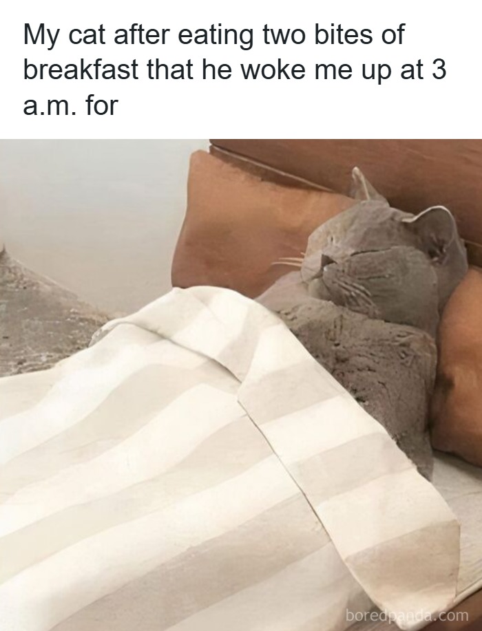 50 Cat Memes That Took Funny to a Whole New Level