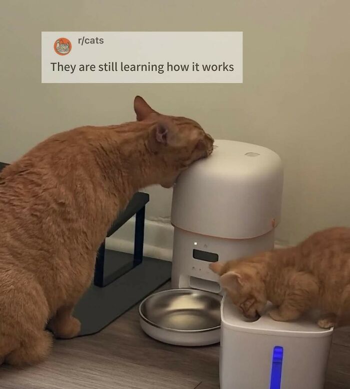 50 Cat Memes That Took Funny to a Whole New Level