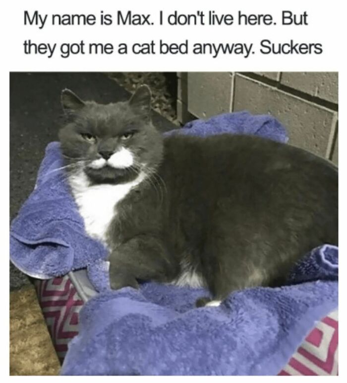 50 Cat Memes That Took Funny to a Whole New Level