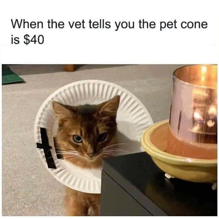 50 Cat Memes That Took Funny to a Whole New Level