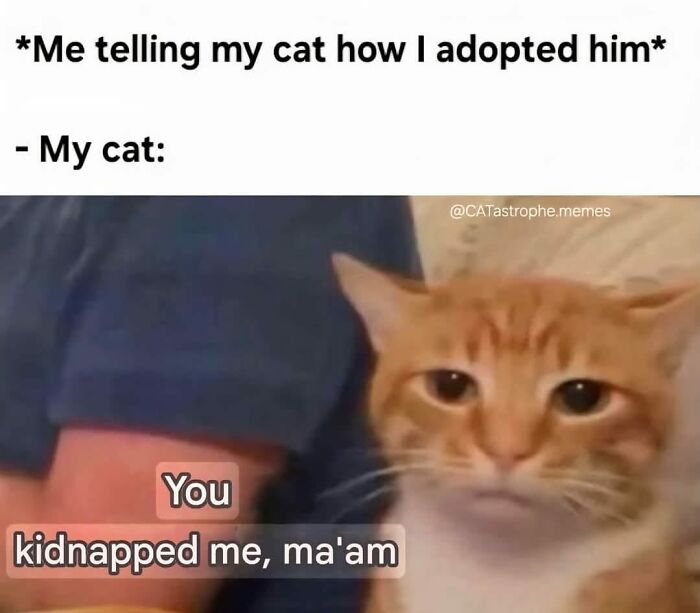 50 Cat Memes That Took Funny to a Whole New Level