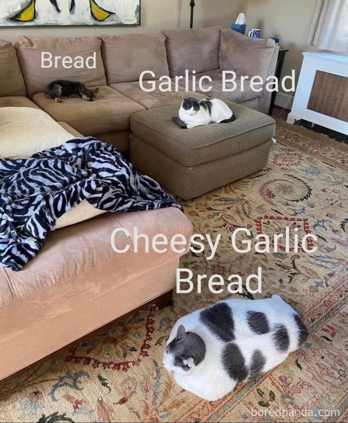 50 Cat Memes That Took Funny to a Whole New Level