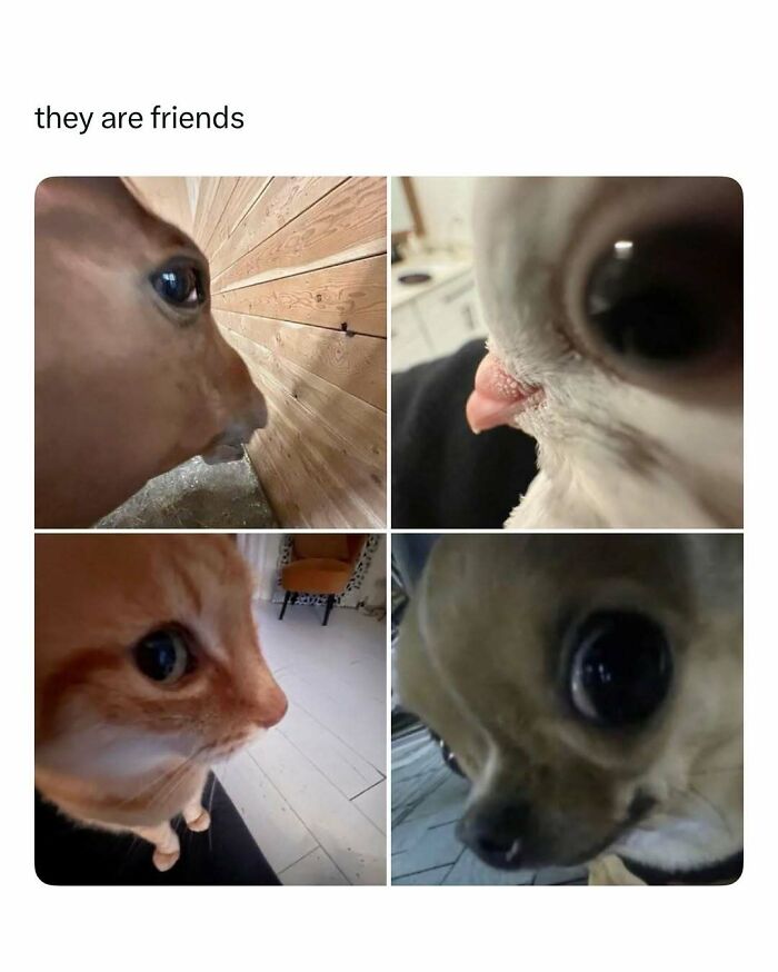 Cute Animal Pics That’ll Totally Melt Your Brain (In The Best Way)