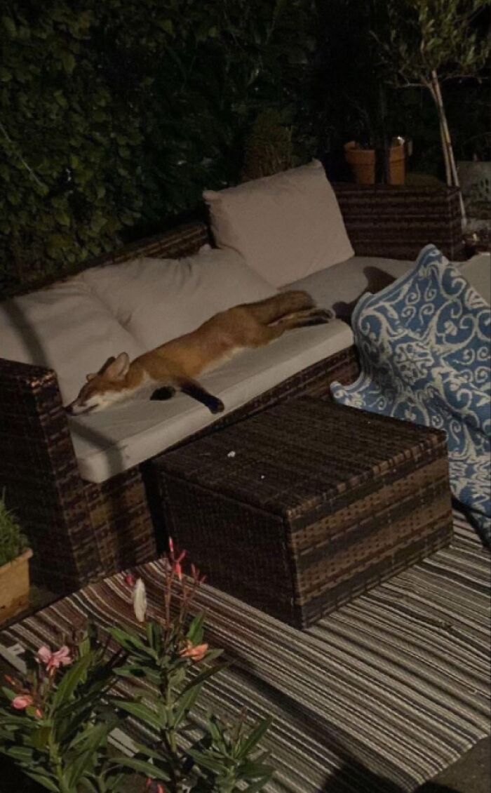Nap Time: Fox Chills Like It Owns The Couch