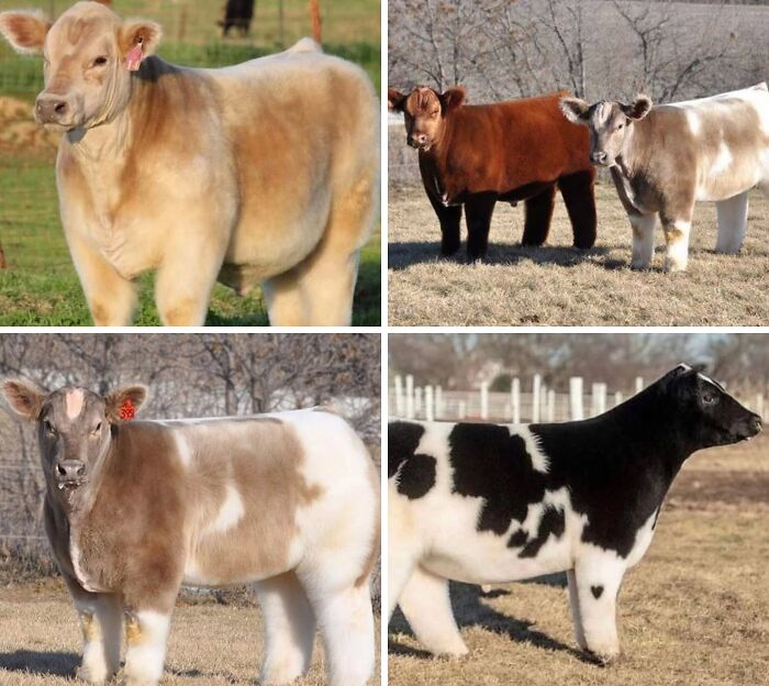 Cows After A Spa Day: Shampooed And Blow-Dried