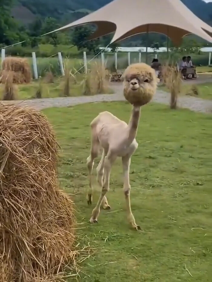 This Alpaca Just Lost Its Fancy Coat. No Regrets.