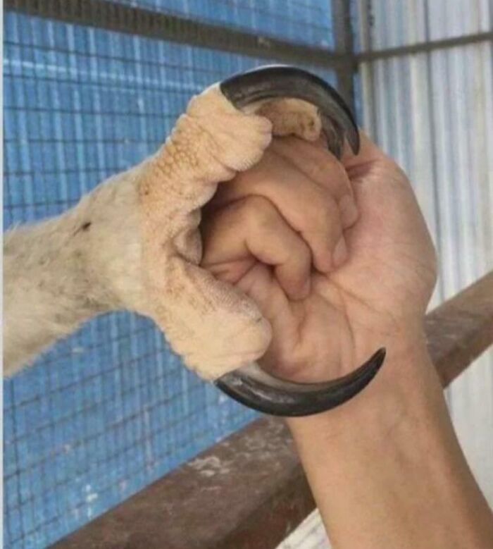 Eagle’s Claw vs. Human Hand: Clash Of The Titans