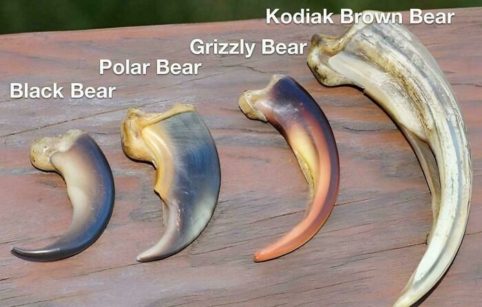Bear Claws: Way Bigger Than You Thought
