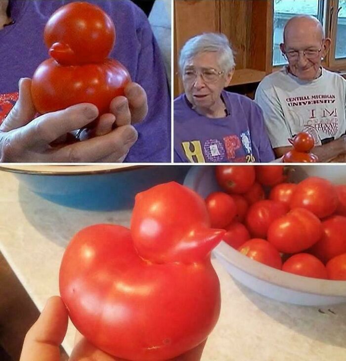Duck-Shaped Tomato? Garden Goals Achieved