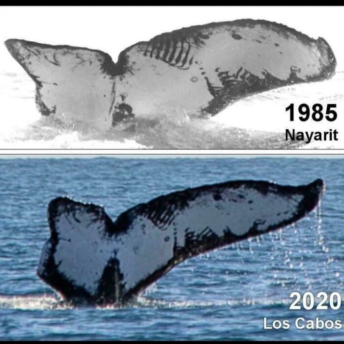 Whale Still Cruising After 35 Years? That’s Some Serious Chill