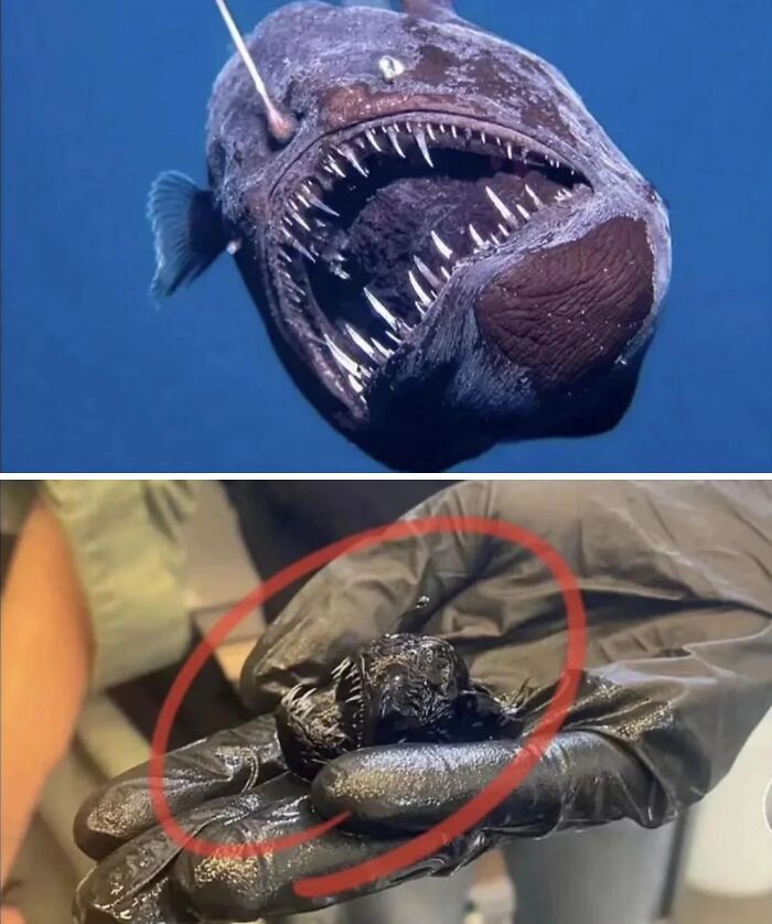 Anglerfish In Real Life? It's Smaller Than You’d Think!