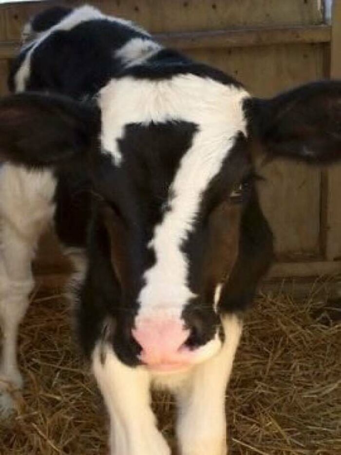 Number 7 Cow: Marked For… Mystery?