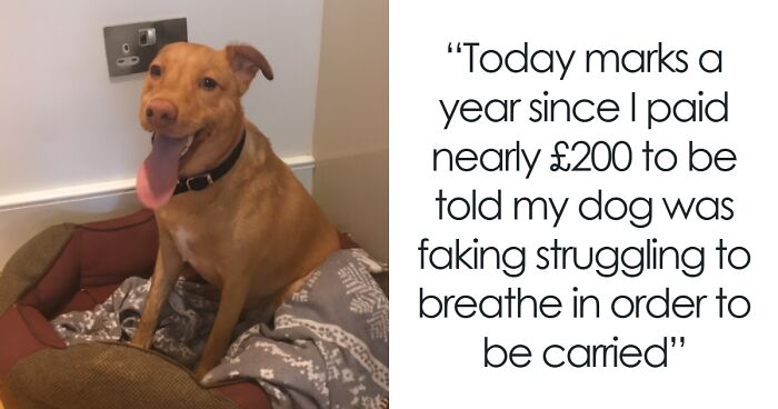 Wait, They Actually Ranked These Pet Memes? Here Are 50 That Totally Nailed It!