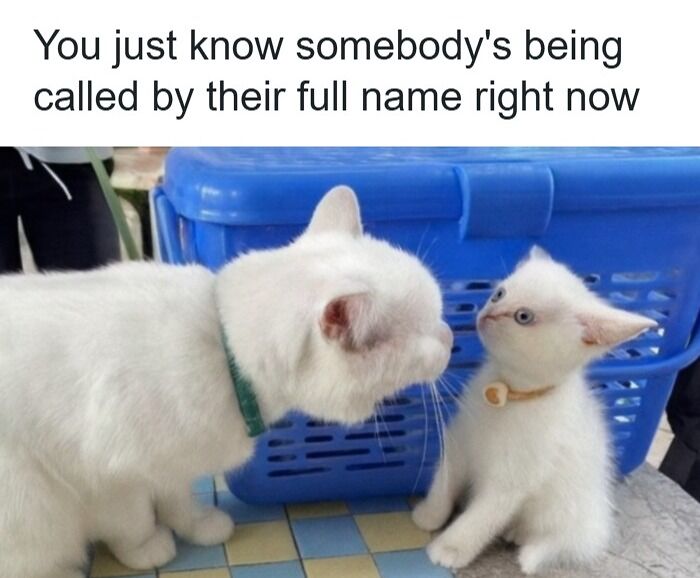 Wait, They Actually Ranked These Pet Memes? Here Are 50 That Totally Nailed It!