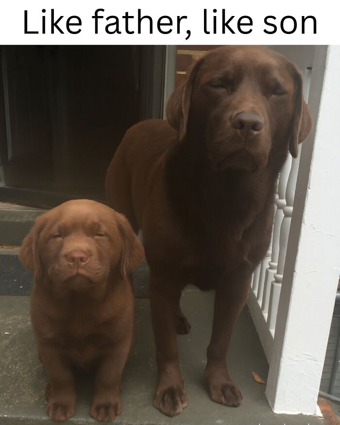 Wait, They Actually Ranked These Pet Memes? Here Are 50 That Totally Nailed It!