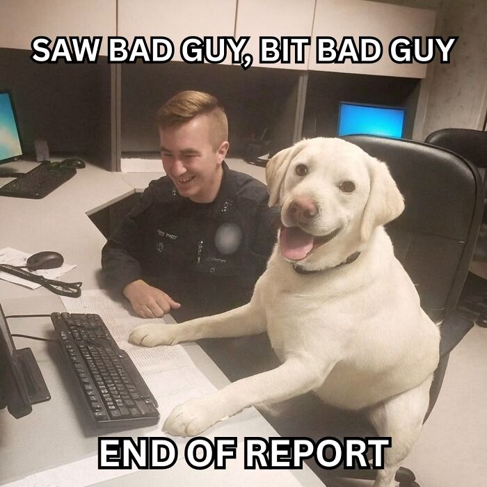 Wait, They Actually Ranked These Pet Memes? Here Are 50 That Totally Nailed It!