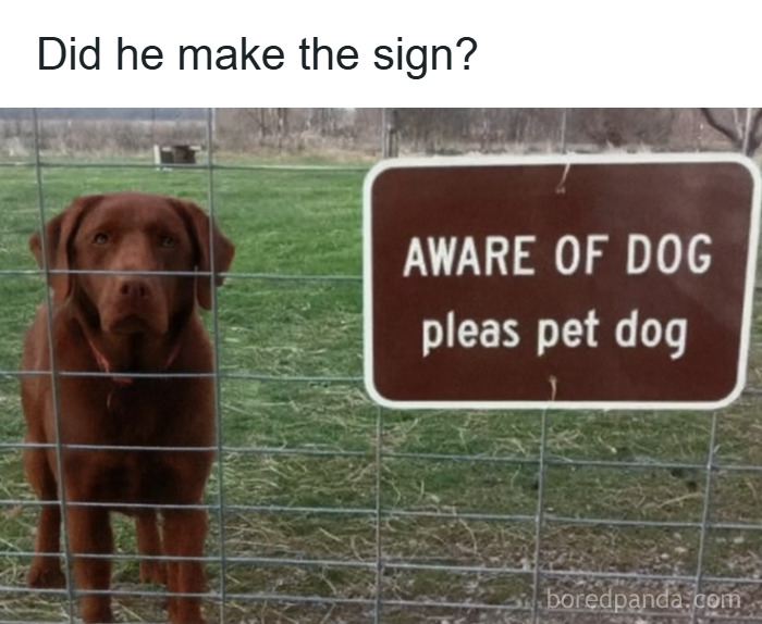 Wait, They Actually Ranked These Pet Memes? Here Are 50 That Totally Nailed It!