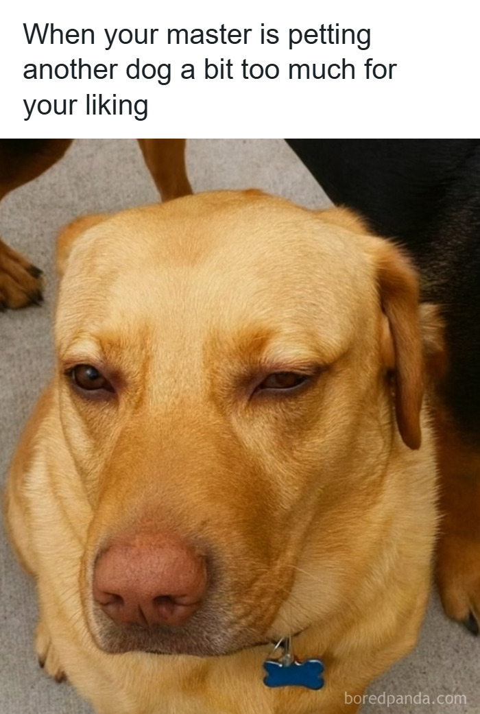 Wait, They Actually Ranked These Pet Memes? Here Are 50 That Totally Nailed It!