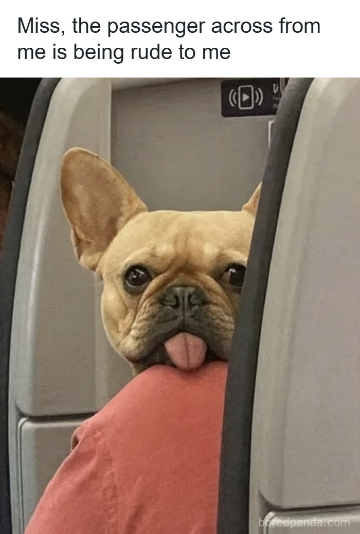 Wait, They Actually Ranked These Pet Memes? Here Are 50 That Totally Nailed It!