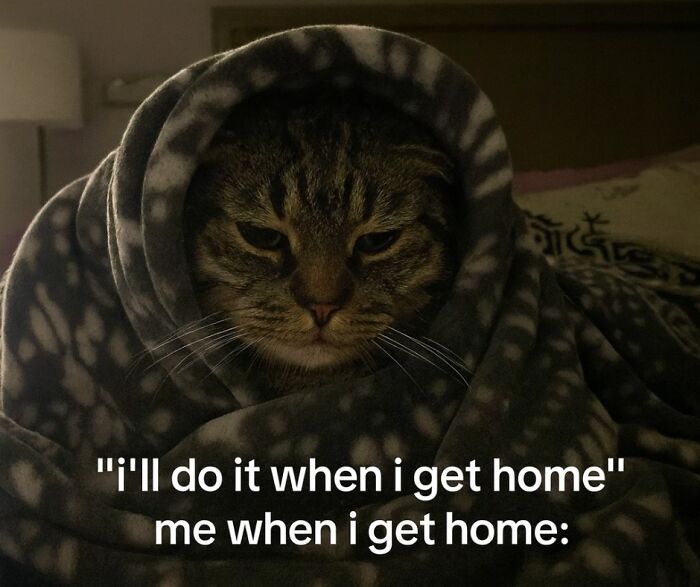 Wait, They Actually Ranked These Pet Memes? Here Are 50 That Totally Nailed It!