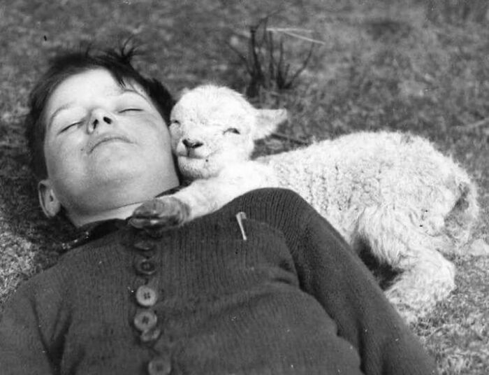 Newborn Lamb Meets Sleepy Boy Buddy (1940)