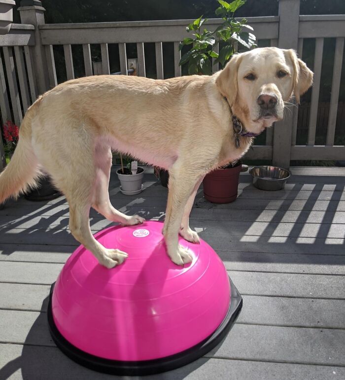 Balancing on the Bosu Ball Feels Silly Until You Realize Your Posture Just Leveled Up