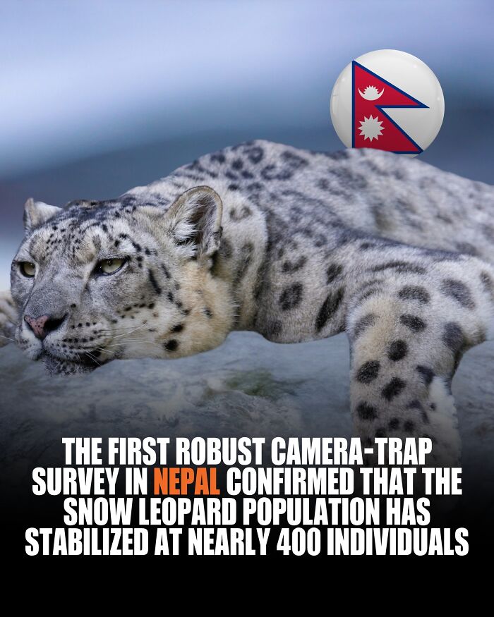 Snow Leopards Are Back! Nearly 400 Of These Mountain Ghosts Are Rockin' It