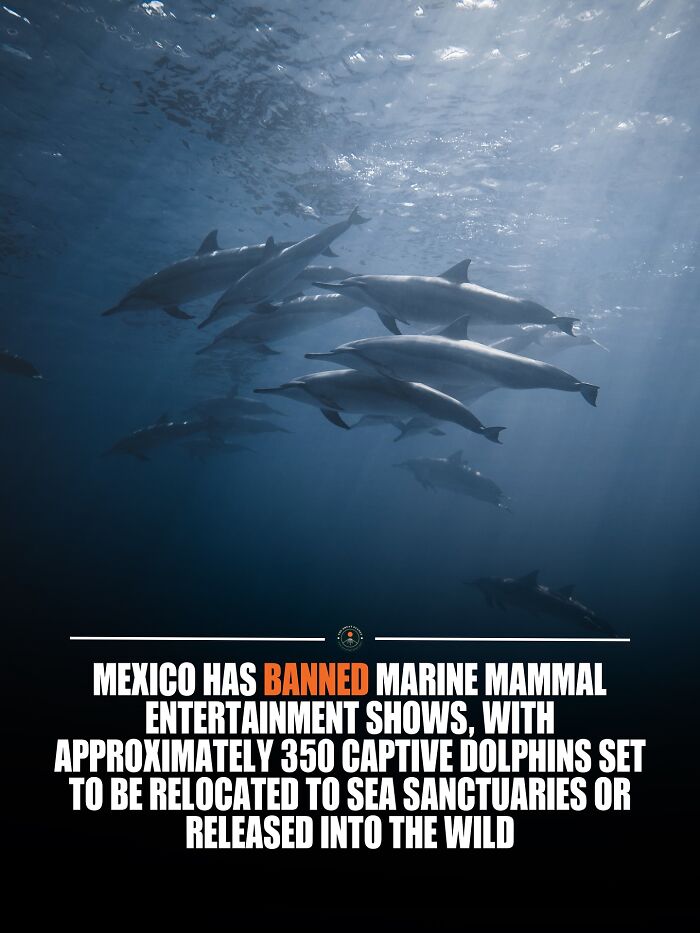 350+ Dolphins Get a New, Happier Home—Some Even Head Back to the Wild!