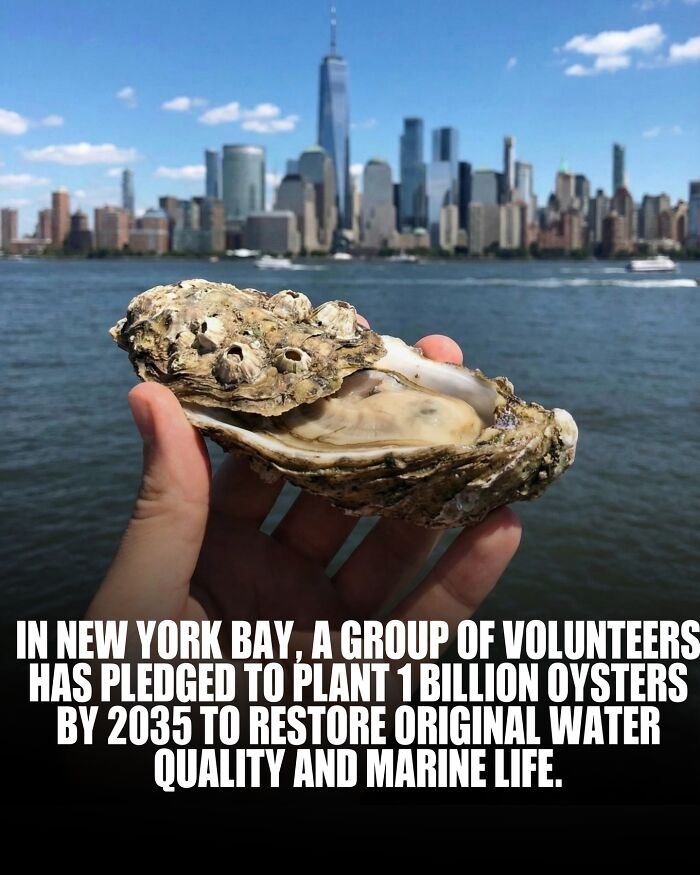Oysters Are Basically Water Magicians: They Clean Up Yucky Tanks in a Day!