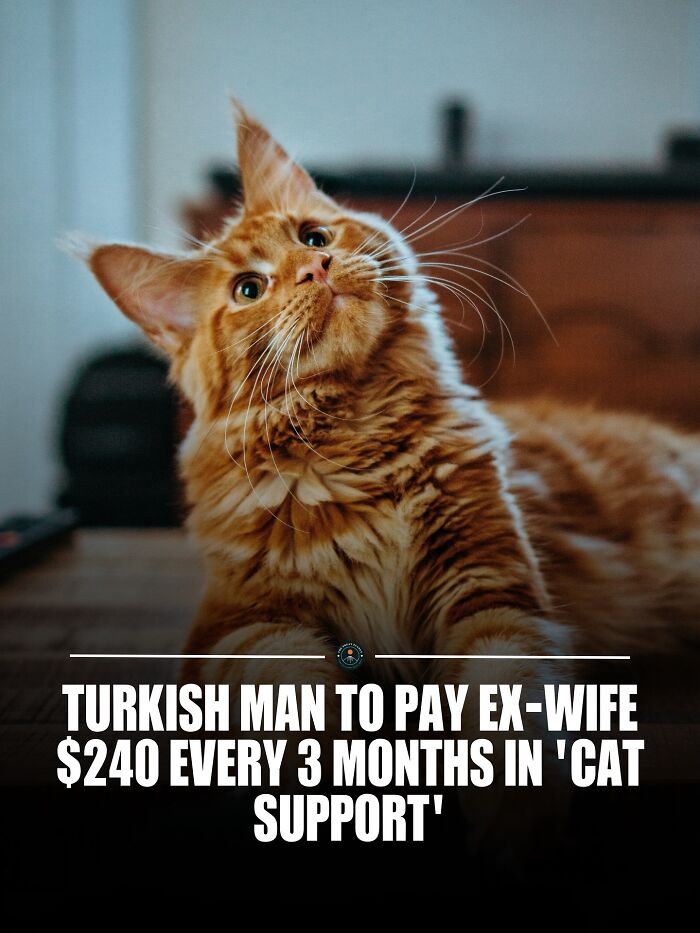 A Turkish Court Said ‘Cats Come First’ And Set Up a 'Cat Support' Payment After Divorce