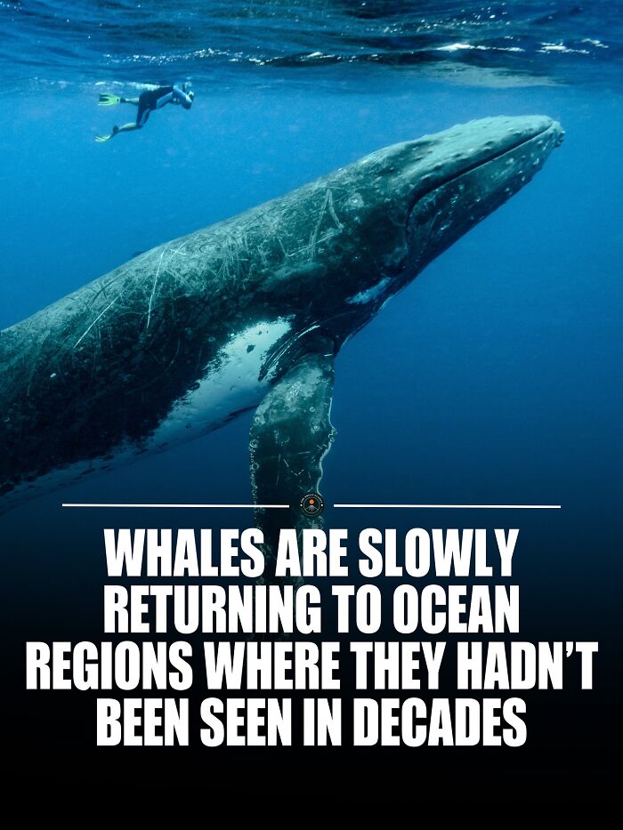 Cleaner Waters + Less Hunting = Migration Routes Making a Comeback. Nature’s Got Moves!