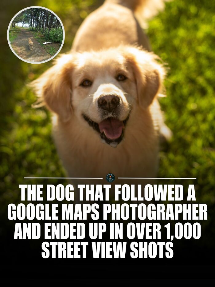 Maru the Golden Retriever: The Unintentional Google Street View Star!