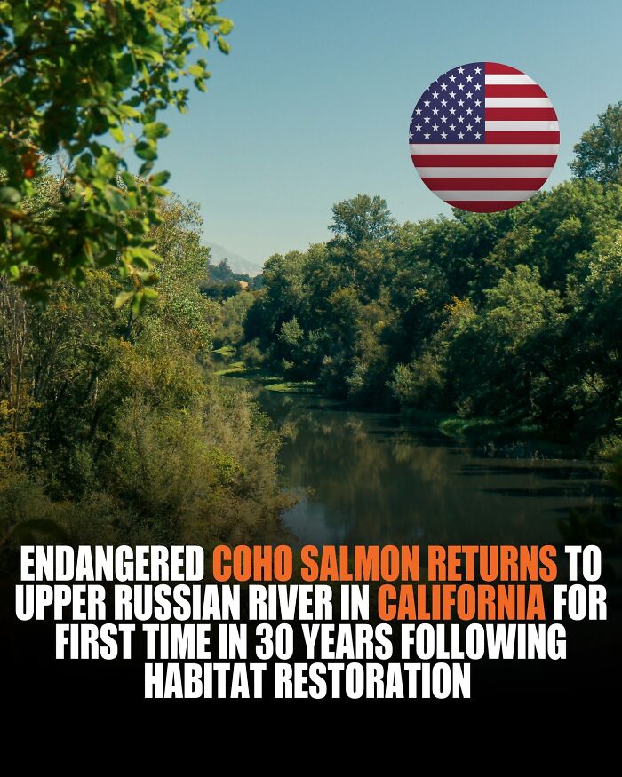 After 30 Years, Coho Salmon Throw a Reunion Party on California’s Russian River!