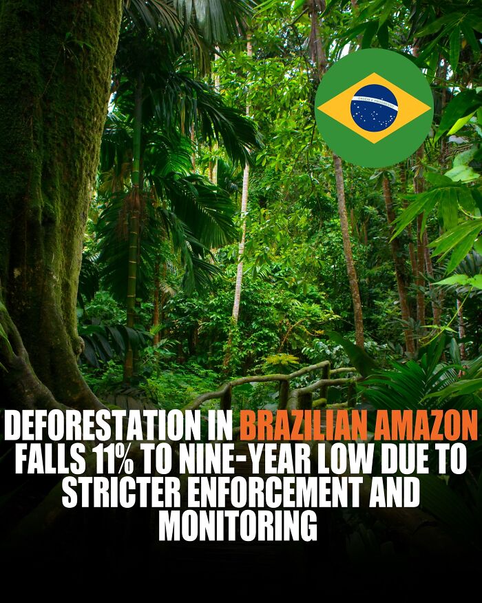 Good News! Amazon Deforestation Drops 11%, The Lowest in Nine Years