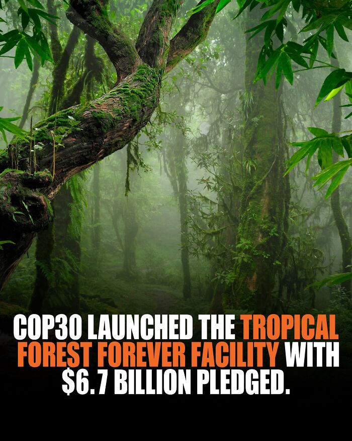 Forget Charity—This Fund Pays Countries a Forest Salary. Yep, For Real!