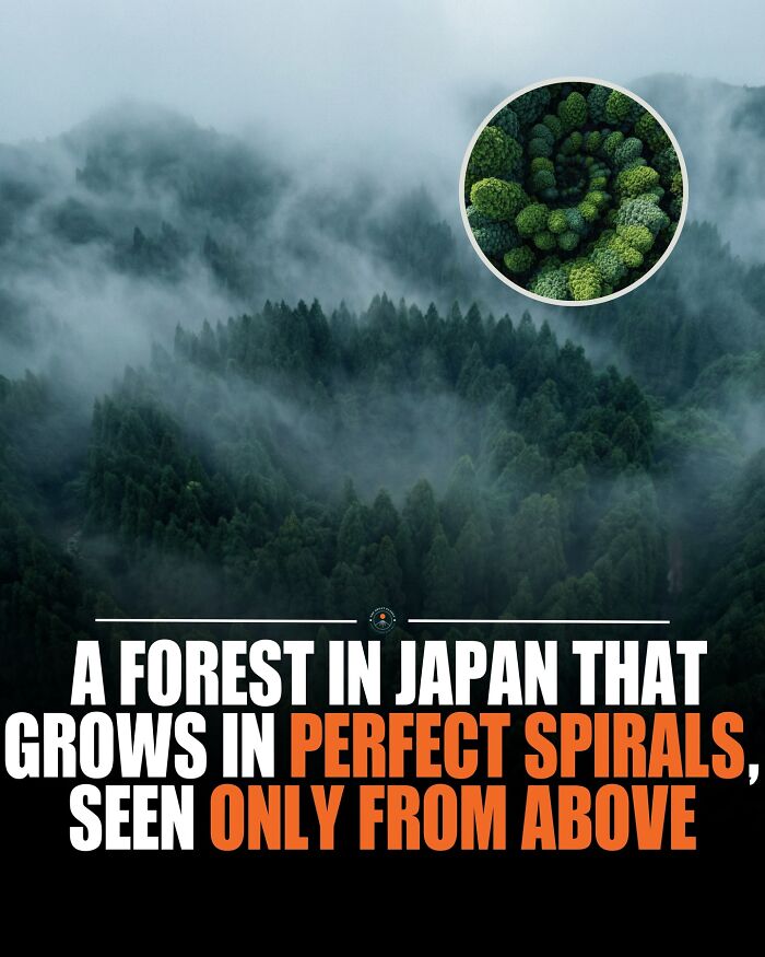 Japanese Scientists Planted Cedar Trees Like a Boss To See What Happens