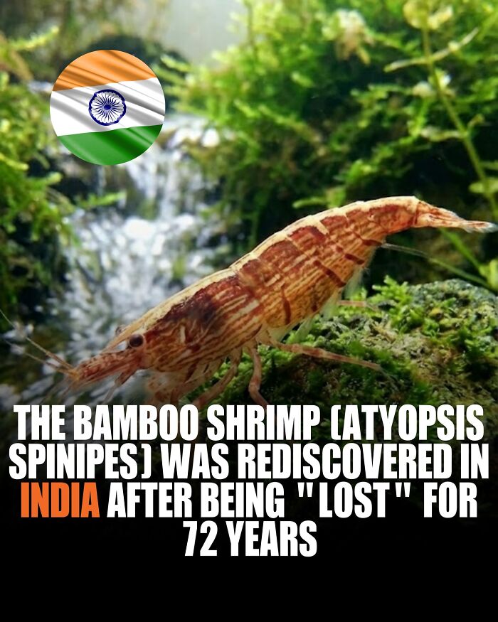 Nature's Comeback Kid: How Rivers Bring Species Back From the Brink