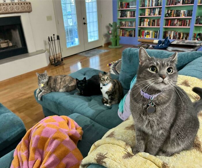 The Cat Council’s Ambassador Has Arrived